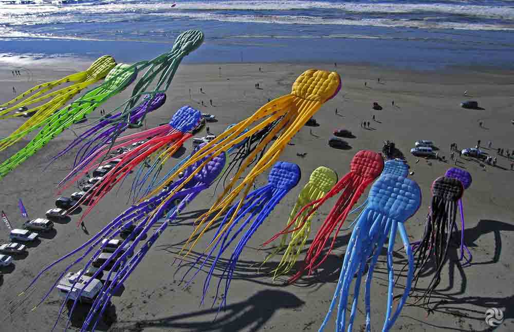 [octipile_washington_L.jpg]