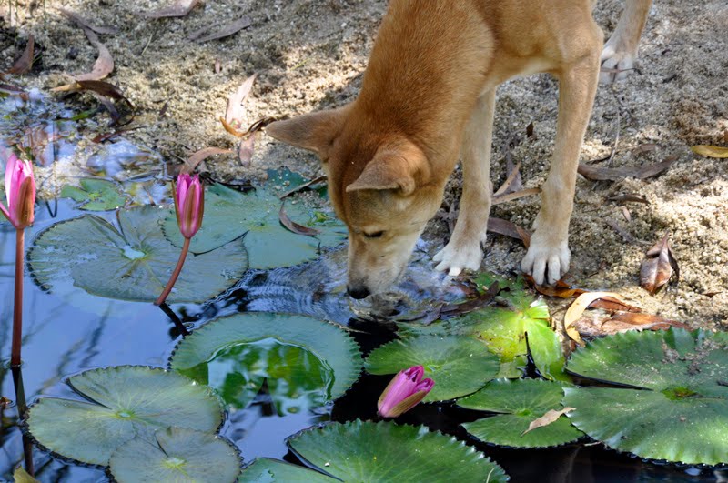 Eucalypt Habitat: Dingo (Darwin NT)