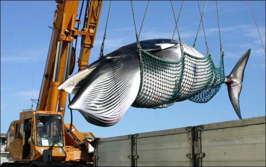 JAPANESE whalers have