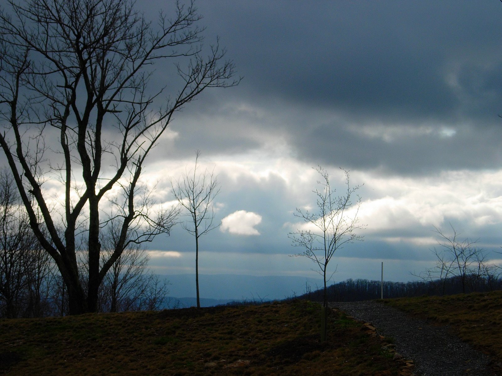 [SunSetTree.JPG]