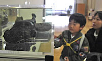 オオサンショウウオ標本
