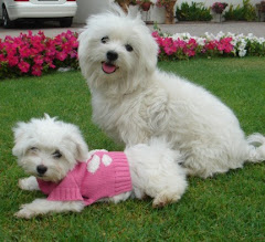 Snowy and Crystal Maltese dogs