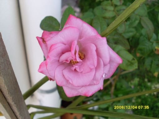 [SL371510.JPG]