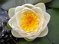 120px-Nymphaea_alba.jpg