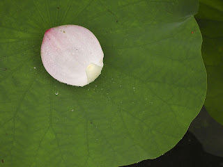 800px-Lotus_leaf_and_petal-2304-2.jpg