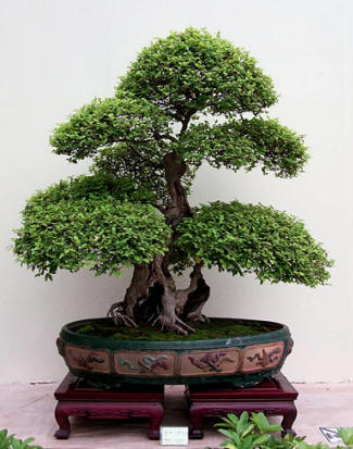 Tanaman Bonsai