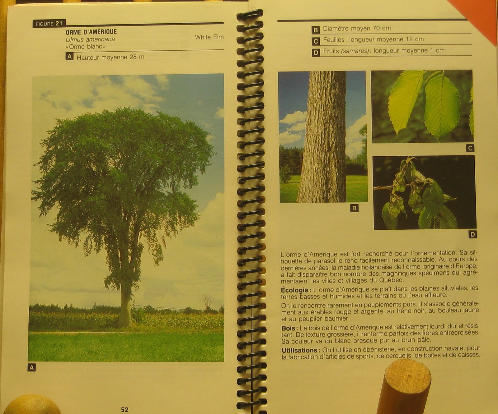Quebec Tree