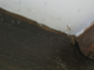 Spider family