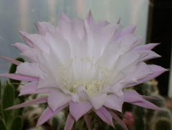 Flor de Echinopsis