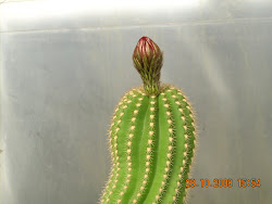 Trichocereus Spanianus en botón