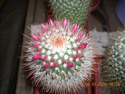 Mammillaria en botón