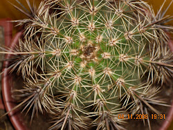 espinas maravillosas de Echinocactus