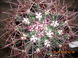 espinas enmarañadas de Ferocactus