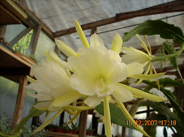 Epiphyllum Oxipétalum