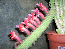 Borzicactus Samaipatanus