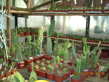 Plantas para la venta