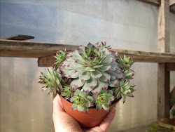 Sempervivum Tectorum