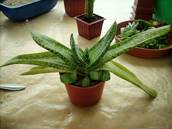 Gasteria Pulchra con retoños basales