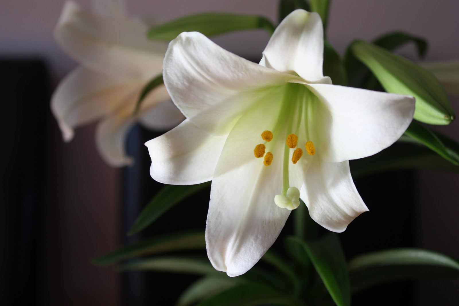 Daffodils And Lilies