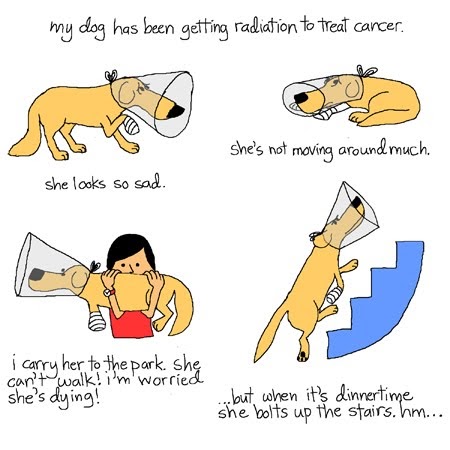 My Dog Has Cancer. Now What?: Canine Cancer Treatments