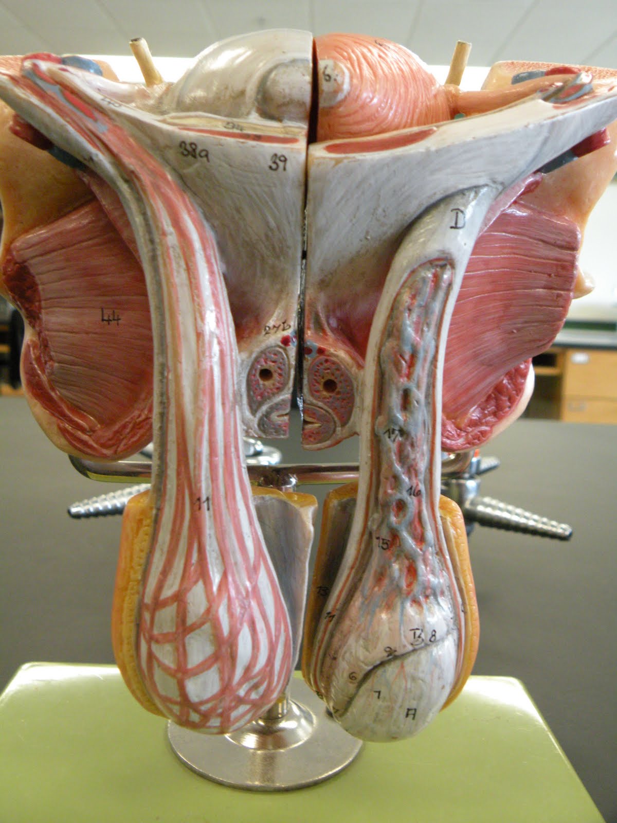 PSC: Anatomy and Physiology 2: Reproductive System Lab