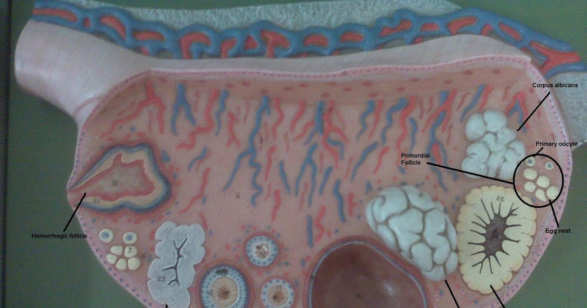 PSC: Anatomy and Physiology 2: Labeled Ovary Model