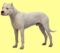 Big+dog+breeds+list+and+pictures