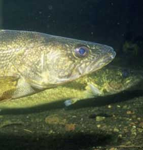 large walleye