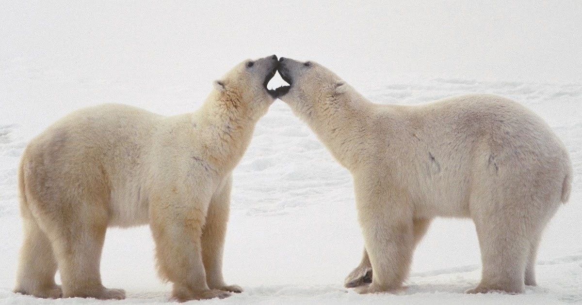Galleria Blog: Gambar beruang kutup berciuman wallpaper
