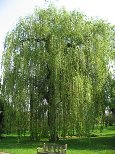 شجرة الاسبرين  450px-Salix_alba_'Tristis'_02_by_Line1