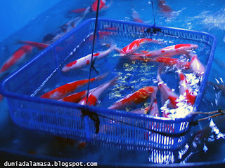 -duniadalamasa-: Jalan Irian Barat, Nongkrongnya Maniak ...