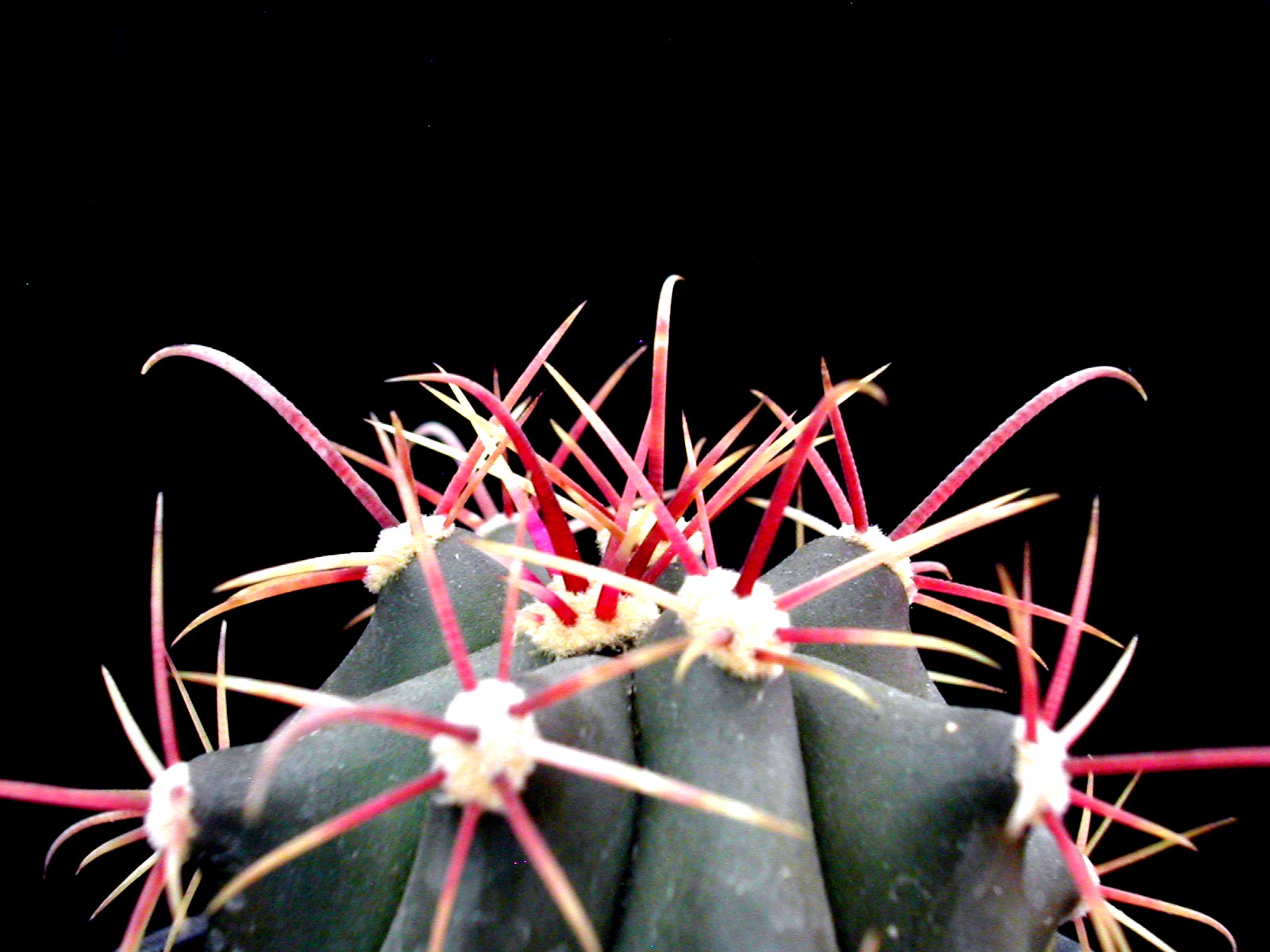 Ferocactus Wislizenii