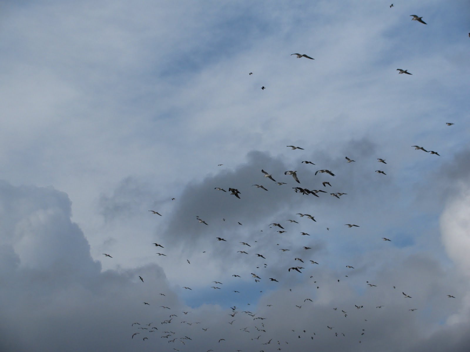 [gulls.jpg]
