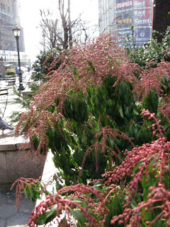 Seattle Garden Ideas Pieris Japonica