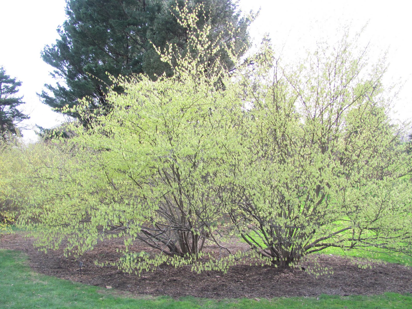 Corylopsis Glabrescens