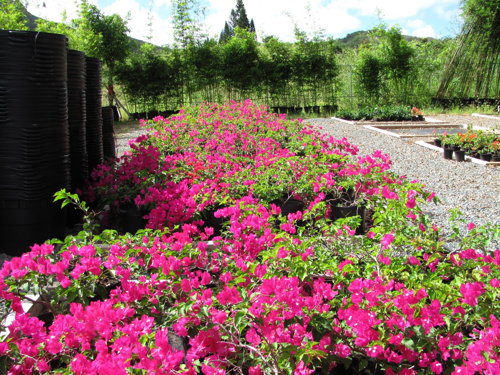 planted cloud Bougainvillea