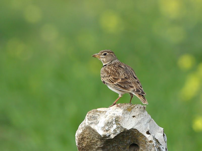 [calandra_rock_crop.jpg]