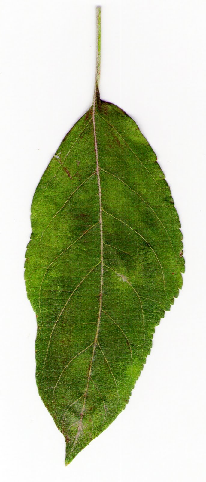 switsh idees Hoja de manzano