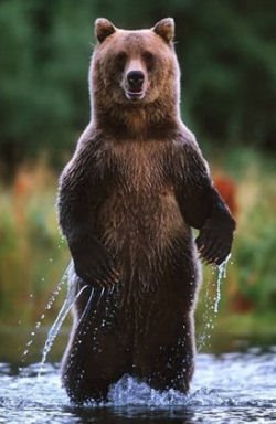 Bear Blog: Myth #3: If a Bear is standing on its hind legs, then it is