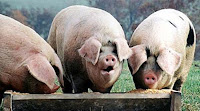 Greedy VANOC pigs