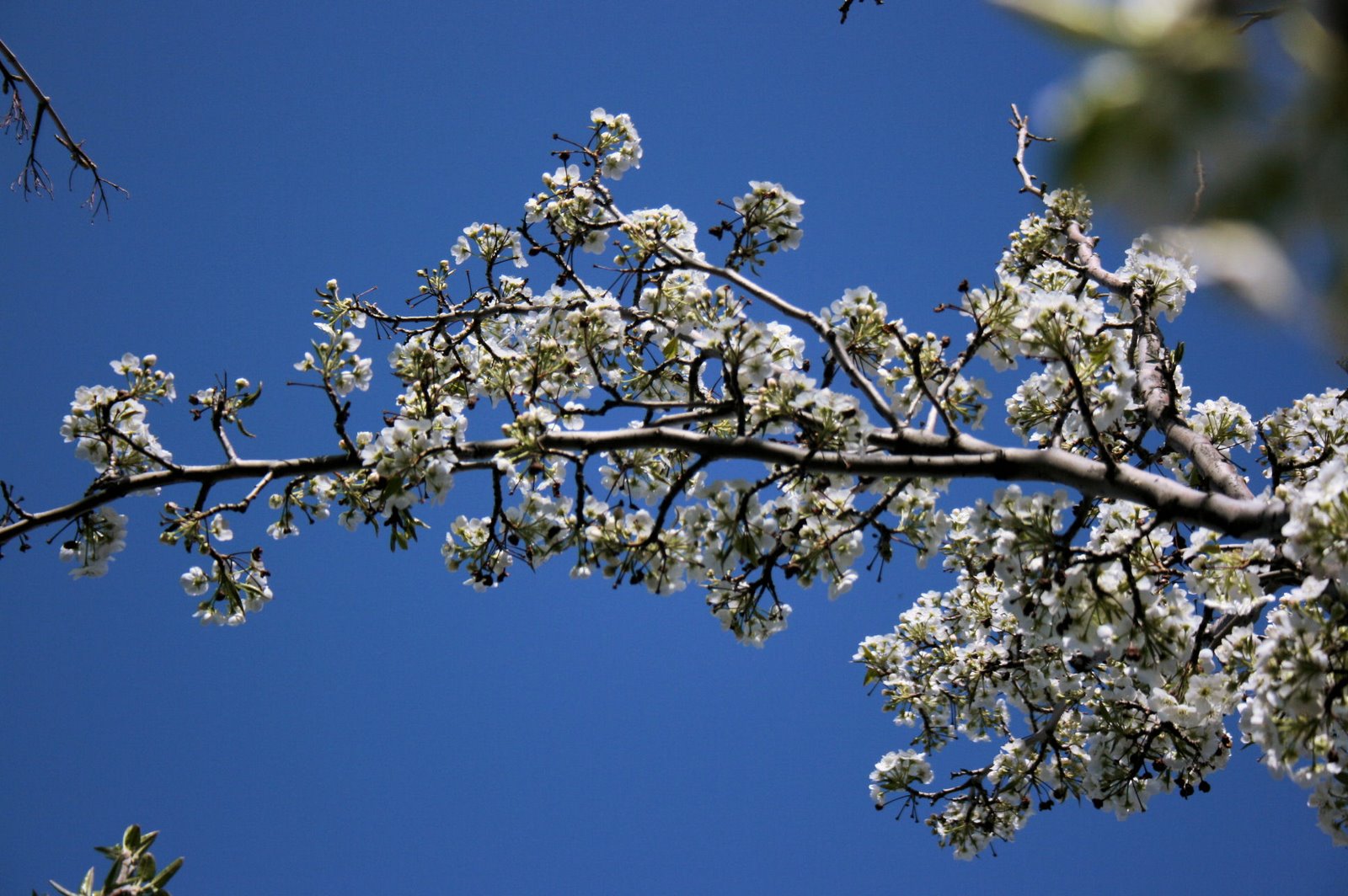 [Spring+2009+Cherry+tree.jpg]