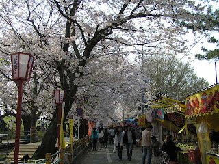 桜堤