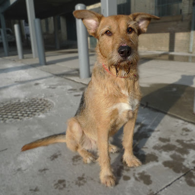 airedale cross labrador