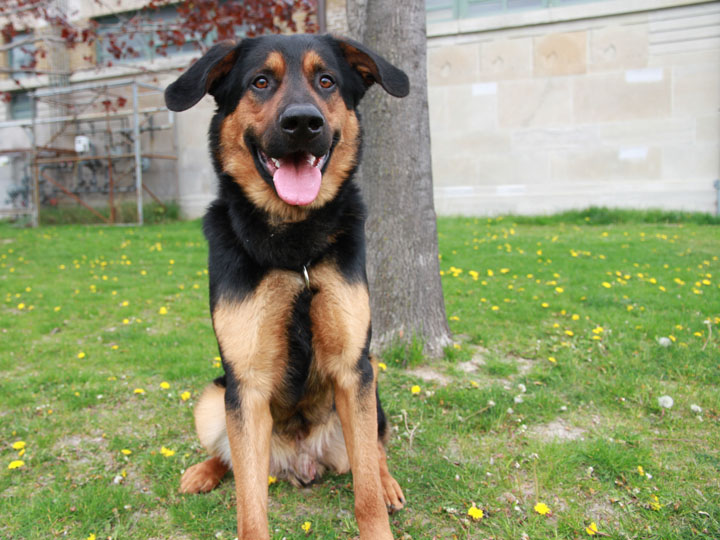 rottweiler malamute mix rottweiler bluetick coonhound breeds picture rottweiler malamute mix rottweiler bluetick coonhound breeds picture