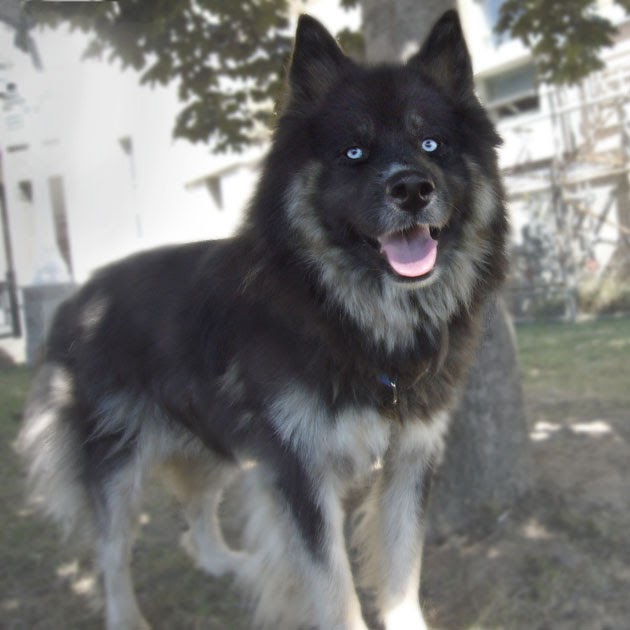 One Bark at a Time Daily dog unnamed Keeshond