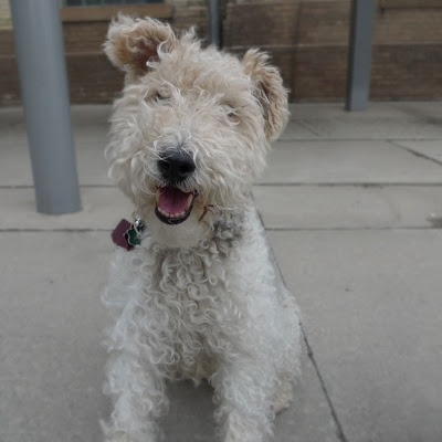 Puli Haircut