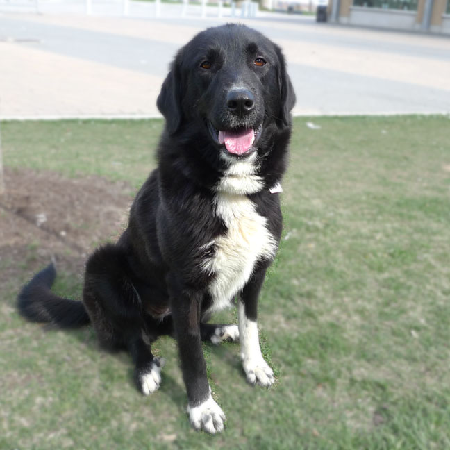 Great_Pyrenees_Lab_GretchenSquareP1030652.jpg