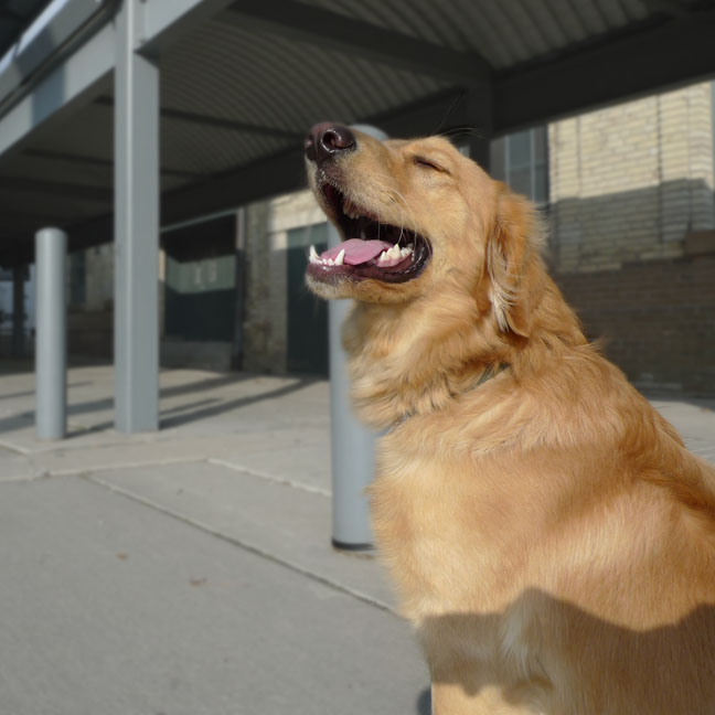 do golden retrievers bark much one bark at a time toronto animal services friday review nov 27 do golden retrievers bark much one bark at a time toronto animal services friday review nov 27