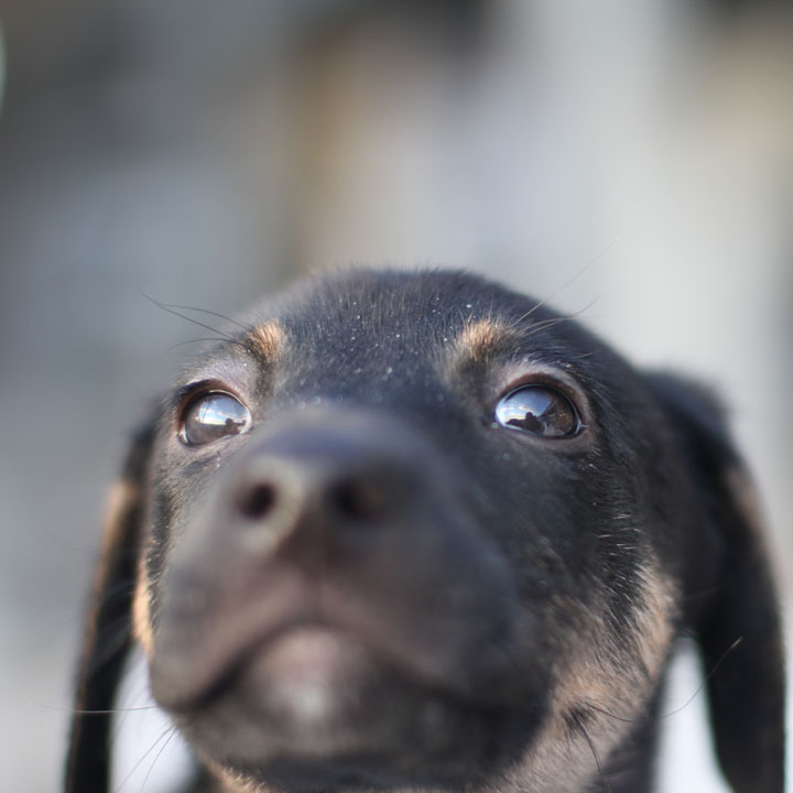 Two Sox - Doberman German Shepherd mix puppy