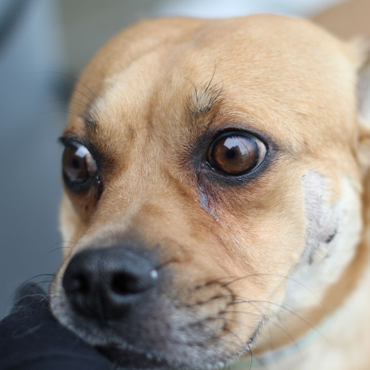 adopt a pug toronto buddy pug mix adopt a pug toronto buddy pug mix